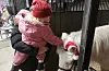 Ellinor Stavland på 2,5 år fekk helsa på islandshesten Lendi. Ho blei løfta opp av Celina Borup. Foto: Bente Jøsang