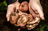 Bruk av matpoteter har auka med nesten 5 kilo mellom 2023 og 2024. Når vi slår saman potetprodukt og matpotet, åt vi totalt 51,2 kilo i 2024. Foto: Annika Byrde / NTB / NPK