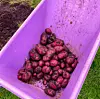 Mange nyvaska poteter ligg i ei lilla trillebår på gras og jord.
