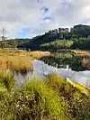 Stille vatn ved Rauneslitjørna med siv, gras, skogkledde åsar og speglingar i overflata.