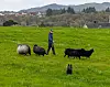 Ein mann, ein border collie og tre sauer på ei grøn eng med åsar og hus i bakgrunnen.