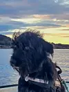 Raggete svart hund i båt med sjø, skjer og kveldshimmel i bakgrunnen.