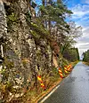 Smal veg langs ein bratt fjellvegg nord for Langavatnet, med raudgule varslingsmerke etter steinras.