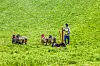 Håkon Rossehaug og hunden Zen arbeider med ei gruppe sauer på eit grønt jorde.